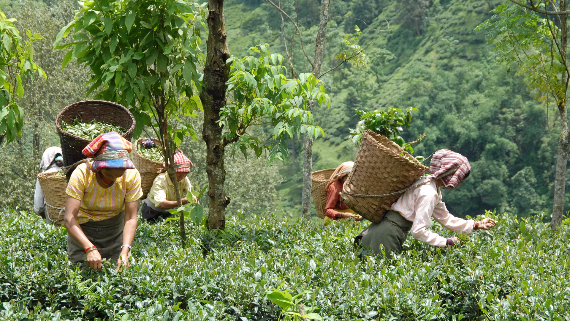 Tea plantation hillside with workers picking leaves