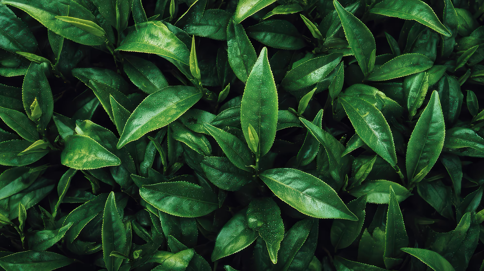 Fresh green tea leaves on a chinese tea plant