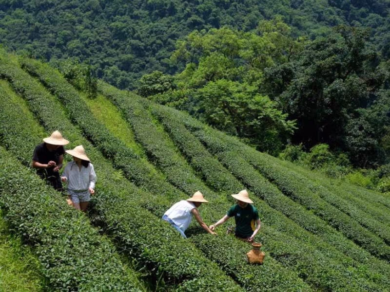 Taiwanese tea plantation on a misty mountain